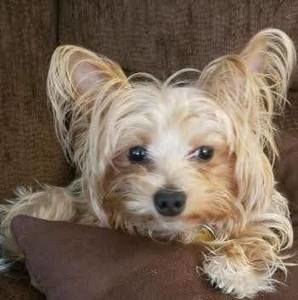 Meet your Posher, Glen